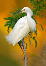 Black And White Bird Florida Pin On Birds An Obsession