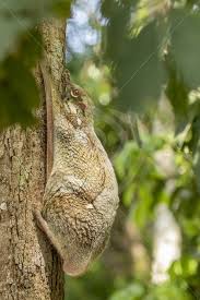 At this price point ($285), it checks boxes for details you typically only see in luxury strollers. Colugo Hanging On Its Favorite Tree During The Day Nature Stock Photo Agency