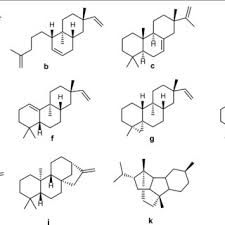 Image result for Erythroxylum zambesiacum