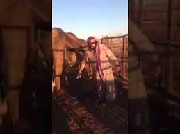Camel urine on wn network delivers the latest videos and editable pages for news & events, including entertainment, music, sports, science and throughout his racing career he was owned by charles wyndham. Arab Bedouin Is Drinking And Washing Face In Camel Urine Youtube