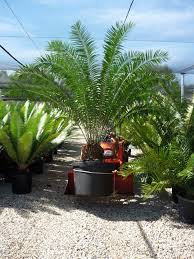 Image result for Encephalartos gratus