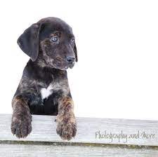 Mountain Cur Puppy Laina Ct Pet Photographer Puppies Pet Photographer Mountain Cur Dog