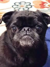 This map shows how many pug dogs are posted in other states. Pets Of The Week Pug Rescue And Maine Coon Adoptions Are Pets Of The Week For Aug 11