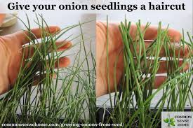Instead, transplant the sets one week prior to the final frost. Growing Onions From Seed 5 Tips For A Great Harvest