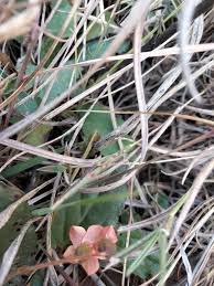 Image result for Hermannia depressa