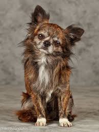 Chihuahua Chihuahua Love Cute Animals Chihuahua Puppies