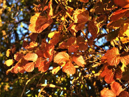 Image result for Rhoicissus tridentata