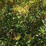 Image result for Strophanthus speciosus