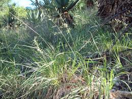 Image result for Eragrostis nindensis