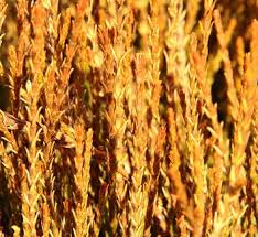 Image result for Culcasia orientalis