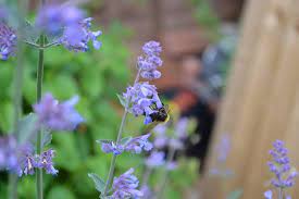 They can reach from 18 inches up to 5 feet tall, easy to care, tolerant of dry soil, and attract hummingbirds. 62 Types Of Purple Flowers With Pictures Flower Glossary