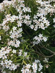 Incorporating flowering shrubs to your yard also benefits pollinators, something that should always be considered when choosing plants. Garden Answers Plant Identification Garden Plant Identification White Flowers