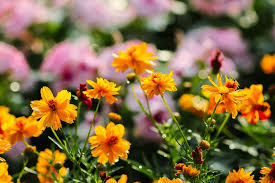 Maybe you would like to learn more about one of these? Bunga Marigold Jenis Kayu Foto Gratis Di Pixabay