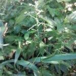 Image result for Setaria restioidea