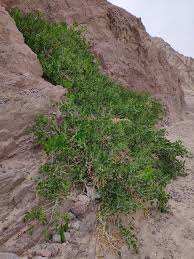 Image result for Capparis cartilaginea