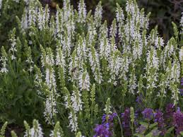 ‚oh wie wunderschön', werden blumenfreude denken, wenn sie zwischen mai und. Bluten Salbei Adrian Schneehugel Fur Deinen Garten