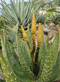 Image result for Aloe aculeata × ortholopha