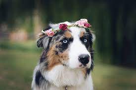 Australian Shepherd Border Collie Blue Merle Cute Dog