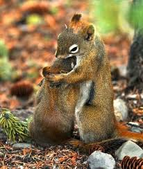 Whatever Happens Don T Say Awww 31 Photos Animals Animals Beautiful Funny Animals