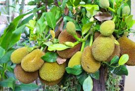 Cempedak benefits for better life. Nangka Jackfruit Fruit Free Photo On Pixabay