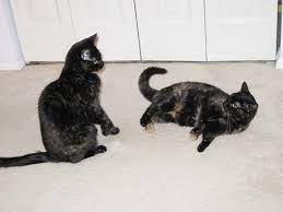 Choosing A Companion For Your Cat
