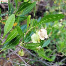 Image result for Dodonaea viscosa