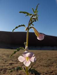 Image result for Pedaliaceae