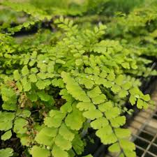 Image result for Adiantum