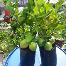 7 step tip tanam pokok limau nipis agar cepat besar & buah lebat. Pokok Limau Nipis Ladang Limau Nipis Seedless Tapah