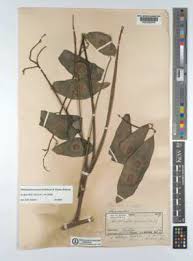 Image result for Philenoptera katangensis