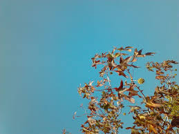 Les Feuilles Mortes Athens Oaka By Achilles Greece Plants Athens