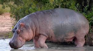 Image result for Oubanguia africana