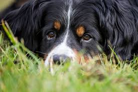 Darmwürmer sind parasiten, welche sich gerne in der darmwand im gastrointestinaltrakt einnisten. Parasiten Beim Hund Symptome Behandlung