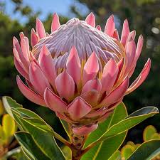 Image result for Protea micans