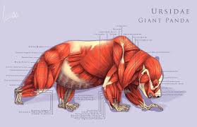 Panda Muscle Chart An Art Print By Roselyne Lougnon Animal Drawings Animal Anatomy Human Body Drawing