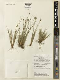 Image result for Bulbostylis sp.no.3