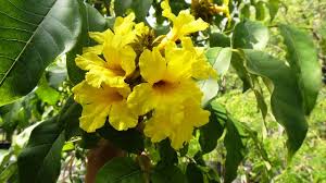 Image result for Markhamia lutea