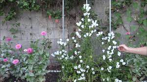 Canterbury Bells Flower Run Best Flower Wallpaper