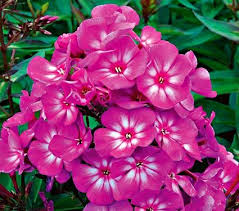 Phlox Candy Store Grape Lollipop White Flower Farm Beautiful Flowers Purple Flowers