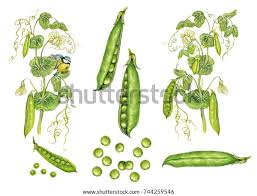Image result for Pisum sativum