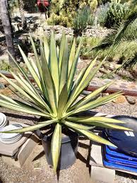 Image result for Agave sisalana