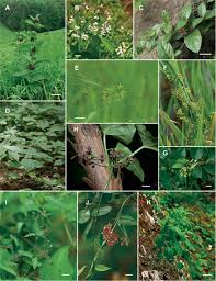 Image result for Vincetoxicum conspicuum