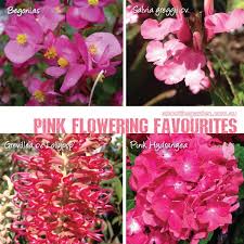 Pink flowering bushes in virginia. Best Pink Flowering Plants In Australia About The Garden Magazine
