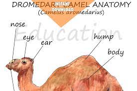 The uppermost part of the body, containing the brain and the eyes, ears, nose, mouth, and jaws. Pasiteisinimas Transformatorius Kintamasis Body Camel Florencepoetssociety Org