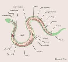 snake anatomy vet tech student veterinarian technician