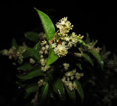 Image result for Croton polytrichus