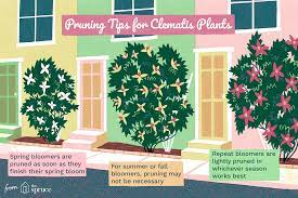 Vines grow 8' to 20' tall by 2' wide. How To Prune Clematis Plants