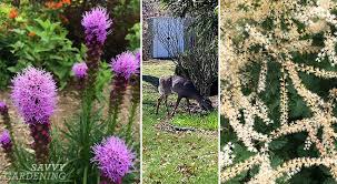 Planting deer resistant plants does help. Deer Resistant Perennials Choices For Beautiful Foliage And Blooms