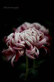Kiku Chrysanthemum Orchid Flower Flowers