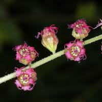 Image result for Toddaliopsis